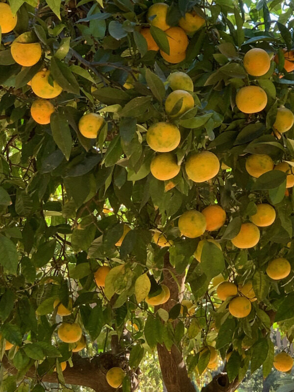Orangen