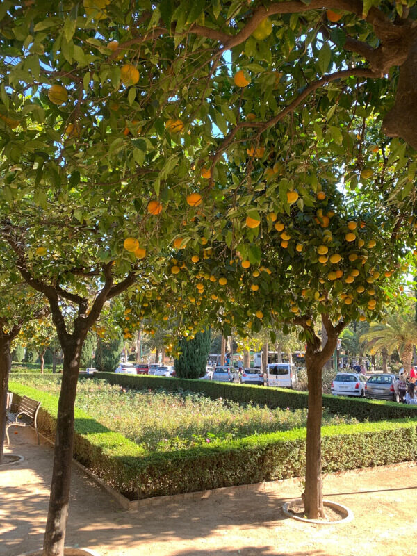Orangenbaum
