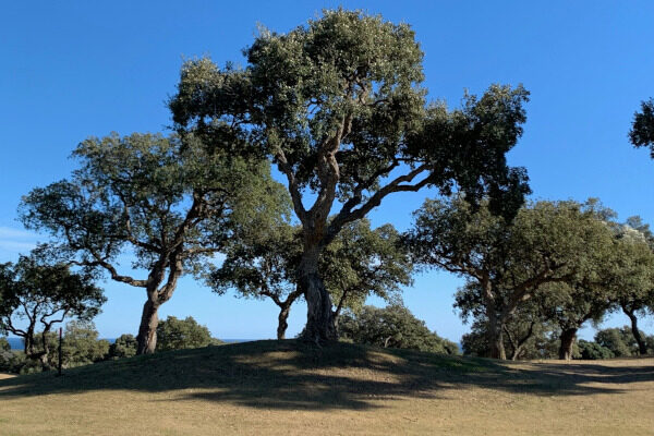 San Roque New Course 2